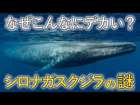 シロナガスクジラはほとんどが「右利き」です