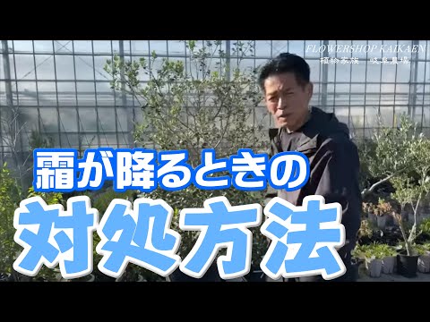 庭を寒さや霜から守る肥料は何ですか?この冬おすすめの5本をご紹介します!  庭園
