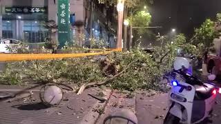 Re: [新聞] 酒駕特斯拉男撞倒路樹！車頭全爛肇因曝光