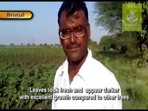 Powder Commercial biopesticides MagicGro Bacillus subtilis, Pest Control, 1 Kg