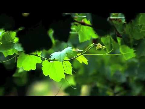 Quattrocchi presentacion!