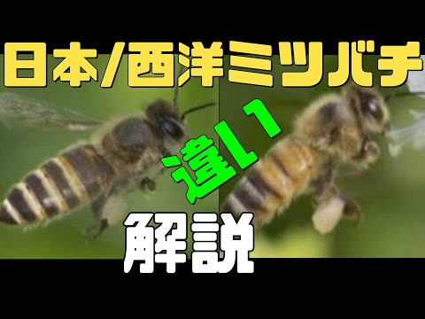 , title : '日本と西洋ミツバチ違いとは？比較解説　字幕付き　日本蜜蜂【日本ミツバチ庭先養蜂】【庭先養蜂家】'