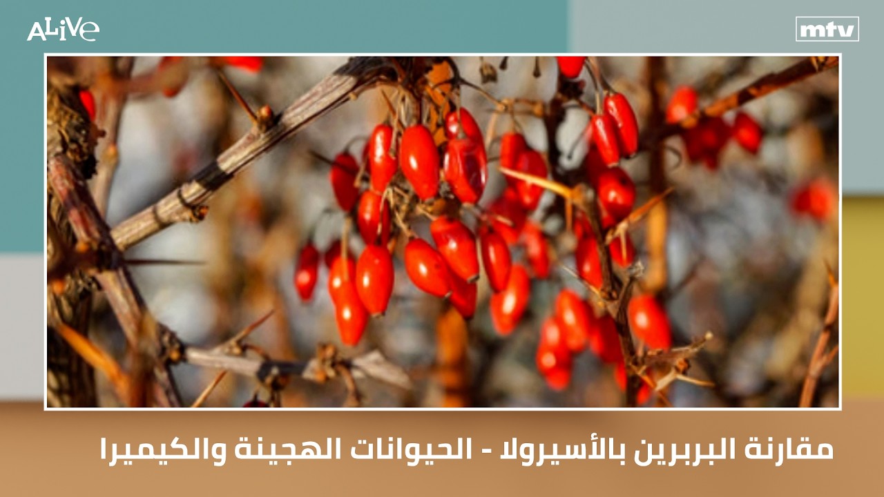 مقارنة البربرين بالأسيرولا وآثارهما الجانبية - الحيوانات الهجينة والكيميرا