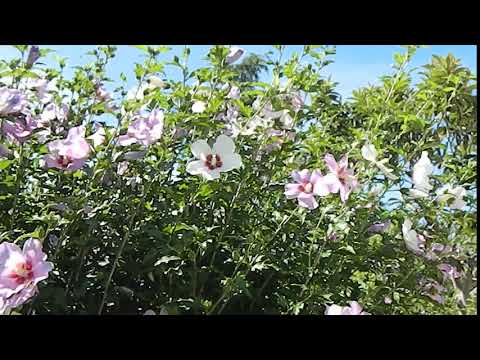 video laghetto nuova pompa 005