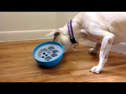 Puzzle Feeder Dog Bowl