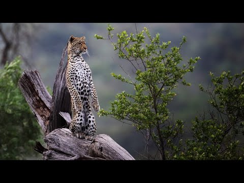 Patience is King in Wildlife Photography