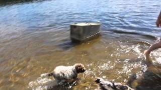preview picture of video 'Lagotto puppy - Playing at beach'