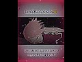 Is Sakura Dead Sasuke Retsuden Sakura Sasuke Retsuden Fyp