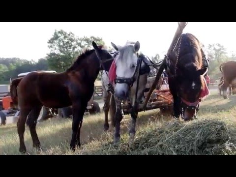 Comuna Hodod - Hadad község - Part 3