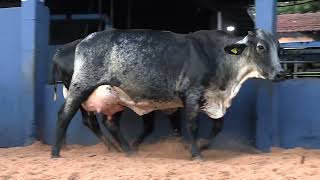Vídeo 1 - 1ª ETAPA MEGA LIQUIDAÇÃO TOTAL AGROPECUÁRIA MARAJOARA - DIA 4 | GADO GIROLANDO E HOLANDÊS