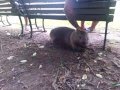 Cuddly Wombat