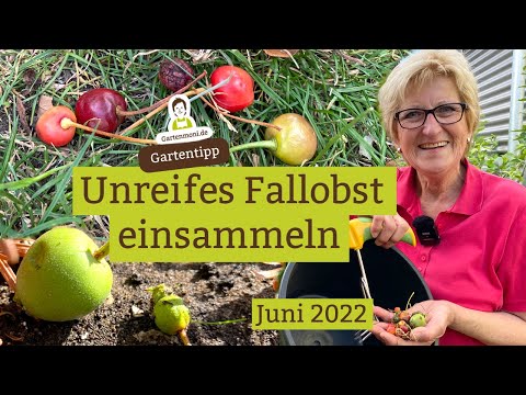 Unripe fruit falling from the trees? Collect unripe windfall fruit