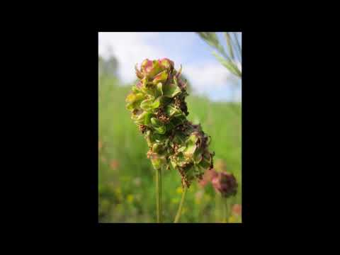 Pimpinelle, Kleiner Wiesenknopf, Heilpflanze