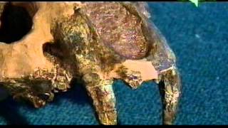 EVOLUZIONE DELL'UOMO A006 2 miloni e mezzo di anni fa