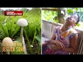 Lalaki Nalason Matapos Kumain Ng Isang Klase Ng Kabute Kapuso Mo Jessica Soho