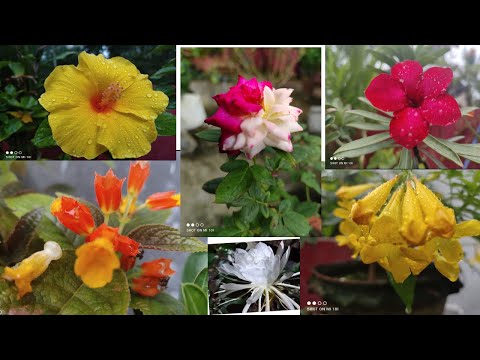 Bengali garden tulika# #tulika Ghosh #old and new#flower video# flower# chad bagan# terrace garden