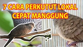 Download lagu 7 Cara Merawat Perkutut Lokal Agar Cepat Manggung mp3 Download lagu 7 Cara Merawat Perkutut Lokal Agar Cepat Manggung mp3