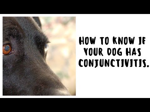 How To Know If Your Dog ​​Has Conjunctivitis