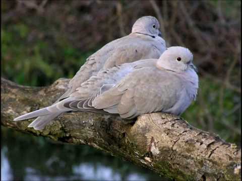 Come Si Distingue Il Sesso Delle Tortore Dal Collaree Cosa