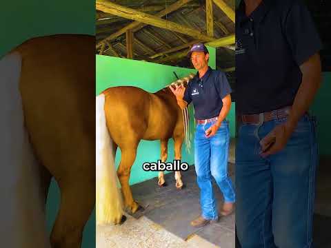 PEINO SU CABALLO!