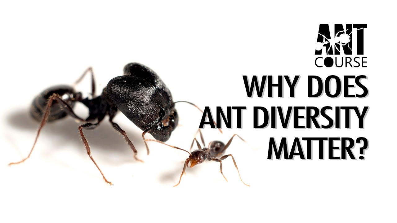 Ant Course Presents: Why Does Ant Diversity Matter?