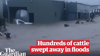 NSW flood: Lismore farmer watches as half of 300-cow herd swept away in eastern Australia floods