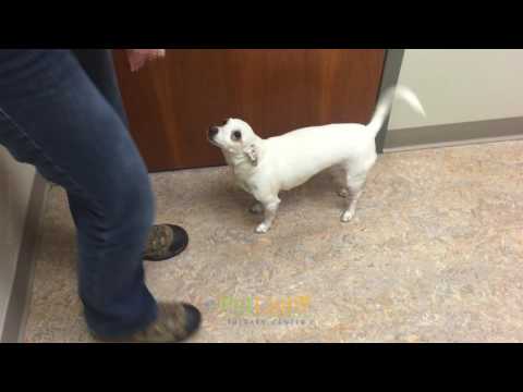 dog that had paralyzed rear legs is walking again