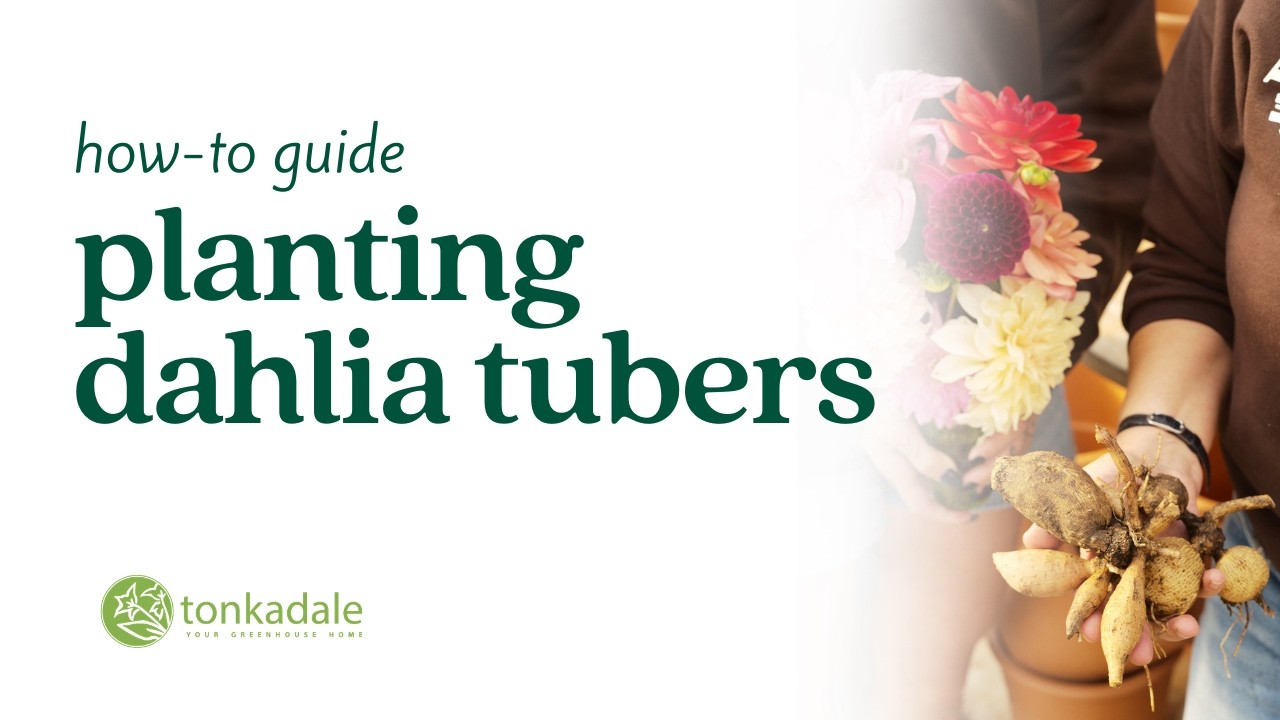 How-To-Guide: Planting Dahlia Tubers