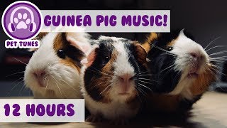 How to Cure Anxiety and Depression in Guinea Pigs! Our Longest Video Yet! Help Calm My Guinea Pig!