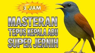 Download lagu MASTERAN TEPUS KEPALA ABU SUPER JERNIH DURASI PANJANG || TEPUS KEPALA ABU GACOR JERNIH mp3 Download lagu MASTERAN TEPUS KEPALA ABU SUPER JERNIH DURASI PANJANG || TEPUS KEPALA ABU GACOR JERNIH mp3