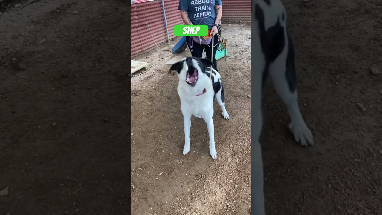Shep, a Adoptable mixed breed in Austin, TX video 6/6