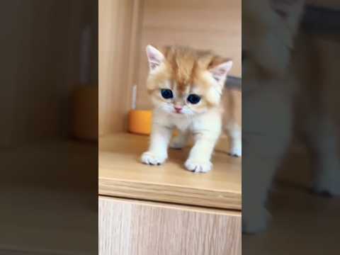 PA😺PA❣️#viral #funny #new😺🤷#trending #shortsfeed #cats #catvideos #cat #cute #ytshorts,August8,2025