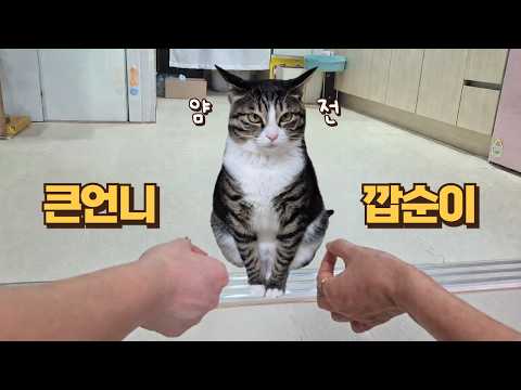 이 조합을 참아? 큰언니 입질 사건으로 참교육 당한 뒤 부처가 된 고양이