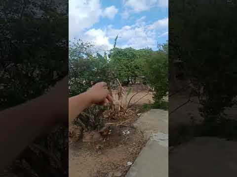 Sítio Rancho Vida na Serra de Martins, Rio Grande do Norte