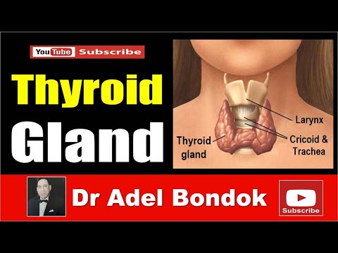 Anatomy of the Thyroid Gland, Dr Adel Bondok Making Anatomy Easy