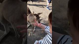 ブリスベンからポートダグラスへ家族旅行✈️ #オーストラリア #baby #国際結婚 #海外在住 #赤ちゃんとの生活 #赤ちゃんと飛行機 #travel #子連れ旅#赤ちゃん #shorts