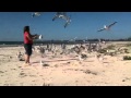 Semaphore Seagulls love chips!! 