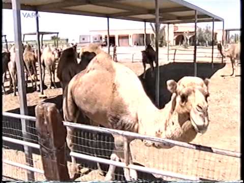 161 (2000) De wereld van Boudewijn Buch - Jim Autry "Mexicali Rose"