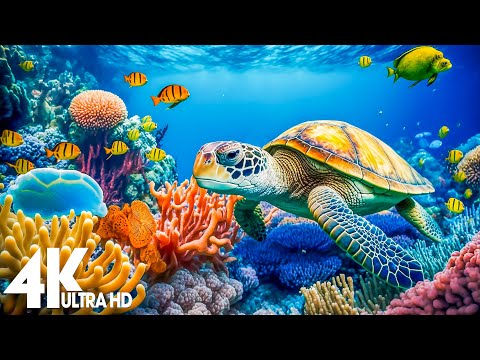 [NEW] 11H Stunning 4K Underwater Wonders - Relaxing Music | Coral Reefs, Fish & Colorful Sea Life