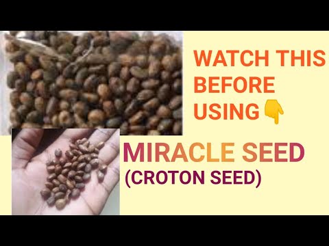 How to properly use miracle seed for, flat tummy, infection, fibroids etc. |Benefits and side effect