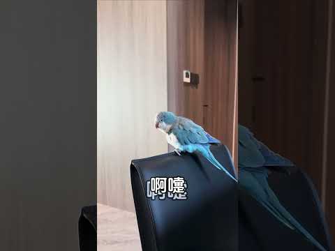 好鸟和坏鸟的区别 #万物可爱计划#鹦鹉#萌宠