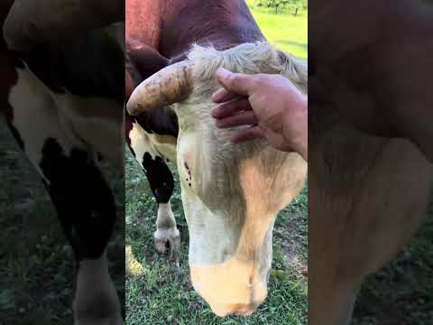 Just trying to save Rufus’s life from a fly #rufusthebull