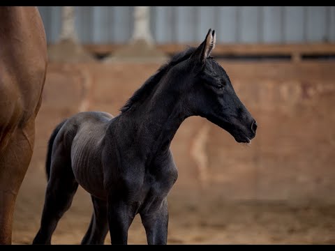 SOLD !!! ***** Stutfohlen von Blue Hors Zackerey x Bon Bravour