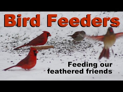 Bird Feeders - Feeding our feathered friends