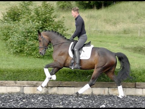 sold - 6 yo mare by Lord Loxley, after 2 foals restarted and in training