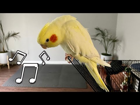 Female Cockatiel Singing Sounds