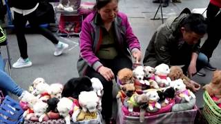 This is How They Sell Puppies in China!  (THIS VIDEO WILL MAKE YOU SAD)