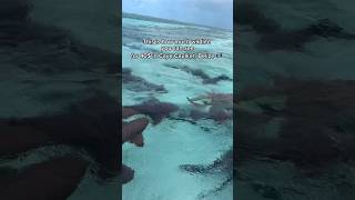 Download lagu CAYE CAULKER WILDLIFE EXPERIENCE 🏝️ mp3