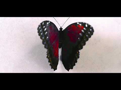 Frainbreeze & Ellie Lawson   I Pray