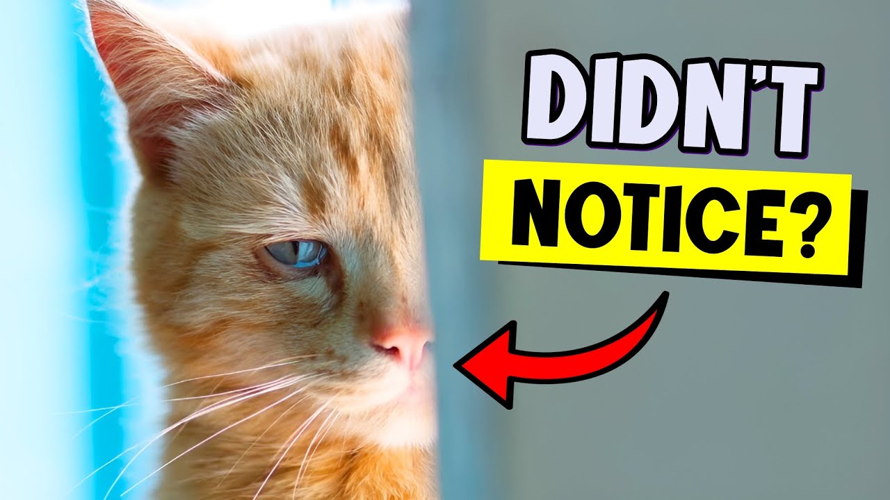 6 THINGS CATS DO WHEN THEY FEEL UNLOVED